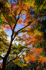 紅葉の見頃。赤、黄色、緑、オレンジのグラデーション。神戸山手の保久良神社で撮影