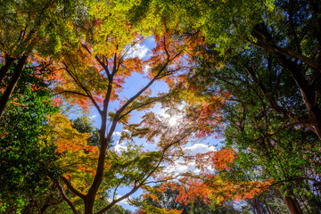 紅葉の見頃。赤、黄色、緑、オレンジのグラデーション。神戸山手の保久良神社で撮影