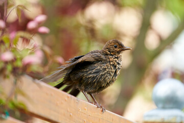 Amsel, Schwarzdrossel, Turdus merula