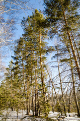 Early spring in the Siberian forest