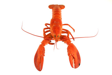 cooked red lobster isolated on white background