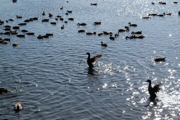 ducks on the lake