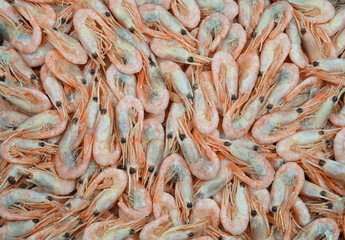 close up on frozen cooked prawns as food background