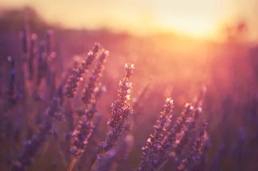 Foto op Aluminium Lavendel bloemen bij zonsondergang in de Provence, Frankrijk. Macro afbeelding. Mooie zomerse natuur achtergrond © smallredgirl