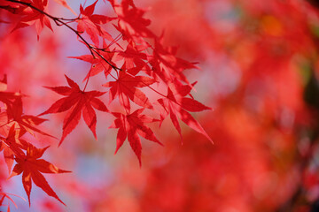 風景素材　鮮やかな紅葉と秋の穏やかな陽射し