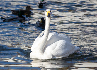 Obraz premium Portrait of a white swan in the lake.