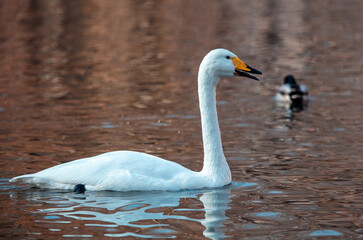 Naklejka premium Portrait of a white swan in the lake.
