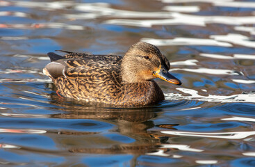 The duck swims in the pond.