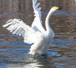 White swan flaps its wings in the lake.