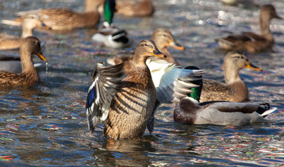 A duck flaps its wings in a pond.