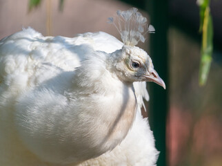 Portrait of a white peacock in the park.