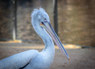 Pelican bird portrait at zoo.