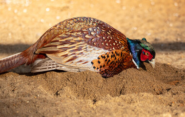 The pheasant bathes in the sand.