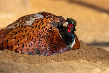 The pheasant bathes in the sand.