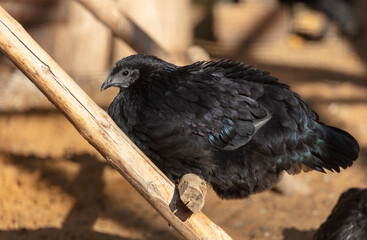 Portrait of a black hen in the park.