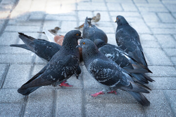 Group of blue doves on the sidewalk
