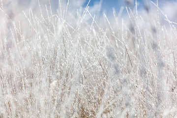 Dry grass in the snow in winter.