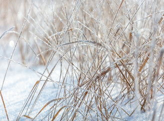 Obraz premium Dry grass in the snow in winter.