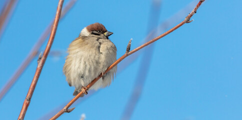 Portrait of a sparrow on a tree branch