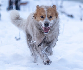 The dog runs in the snow