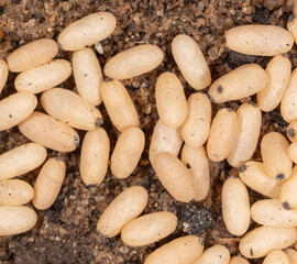 White ant eggs on the ground.