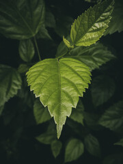 Green moody textured leaf with shallow depth of field.