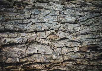 Close-up shot of dry tree bark textured background.