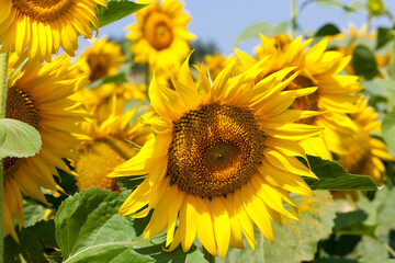 sunflowers blooming in the summer