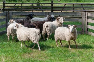 Fototapeta premium Sheep on a farm on green grass