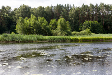 lake with dirty water in summer