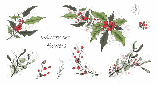 Set of winter flowers (poinsettia, white mistletoe, Holly) isolated on a white background. realistic hand-drawn  colorful ornaments, decorations for seasonal cards, posters, advertising. art vintage 