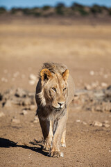 Black-maned lion of the Kalahari walking towards a waterhole in the Kgalagadi, South Africa