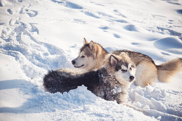 Two Malamutes playing in snow. Active sled dogs having fun in a wintry meadow. Cute pets, best friends. Selective focus on the animals, blurred background.
