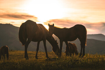 horses in the sunset