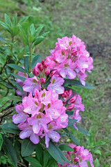 Rhododendron in spring