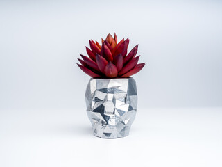 Silver skull shape plant pot with red succulent plant isolated on white background. Small modern...