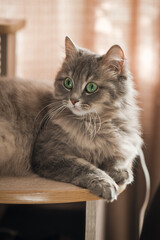 Obraz premium A fluffy Siberian cat is warming up on a shelf 3519.