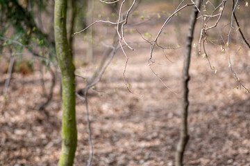 Thin deciduous branches closeup. Early spring in the woodland, Poland. Bare leafless twigs on a sunny day. Selective focus on the details, blurred background.