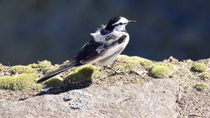 河原で遊ぶハクセキレイの写真