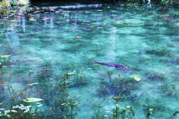 名もなき池（通称、モネの池）