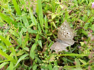 Junonia atlites butterfly with green plants in Sri Lankan Forest | Family: Nymphalidae
