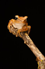 A close up of a ruff frill tree frog as it sits on the top of a branch. It is set against a black...