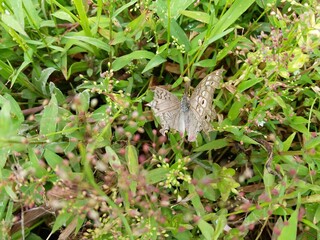 Junonia atlites butterfly with green plants in Sri Lankan Forest | Family: Nymphalidae
