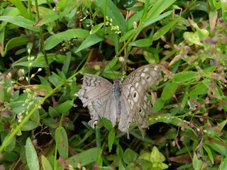 Fototapeta na wymiar Junonia atlites butterfly with green plants in Sri Lankan Forest | Family: Nymphalidae 