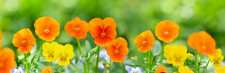 Fototapeta premium colorful pansy flowers in a garden