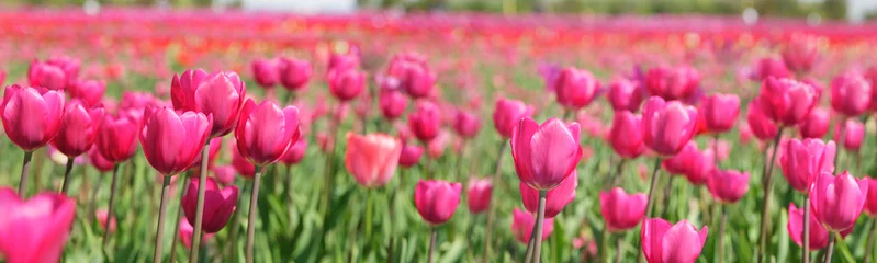 Gordijnen Tulips field. Colorful tulips blooming in a park © Nitr