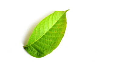 green leaf isolated on white