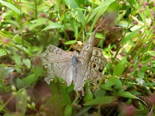 Junonia atlites butterfly with green plants in Sri Lankan Forest | Family: Nymphalidae
