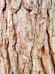 Green moss grows on the trunk of a tree