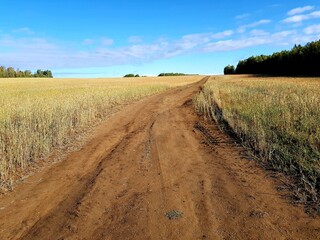 Fototapeta na wymiar Dirt country road in the field of rye